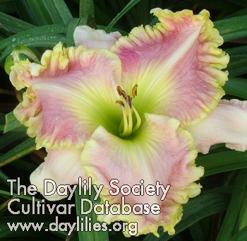 Daylily Colonial Tricorne